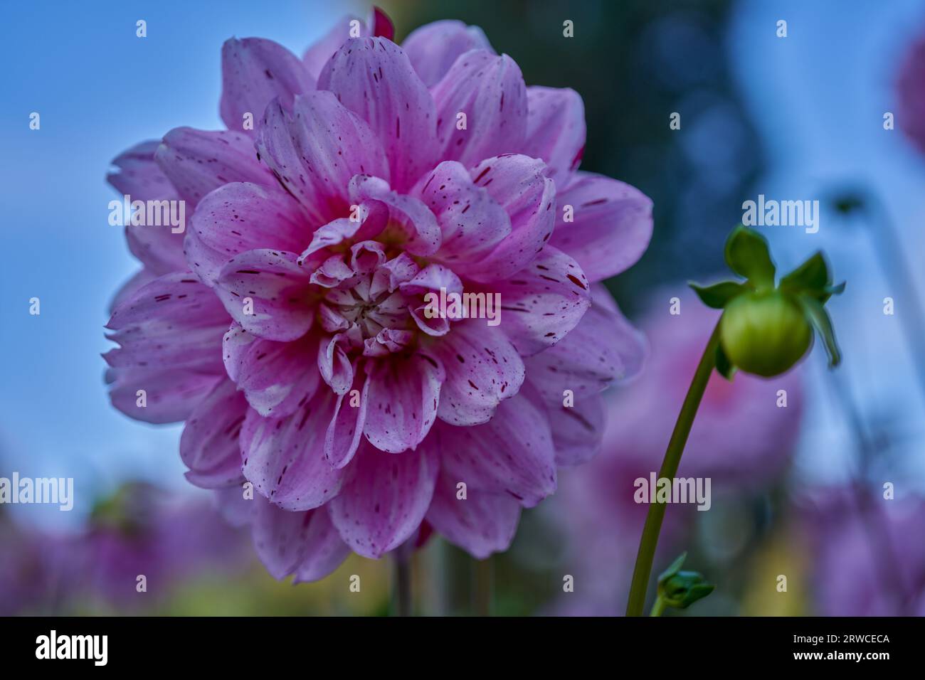 Lush dahlia flower hi-res stock photography and images - Alamy