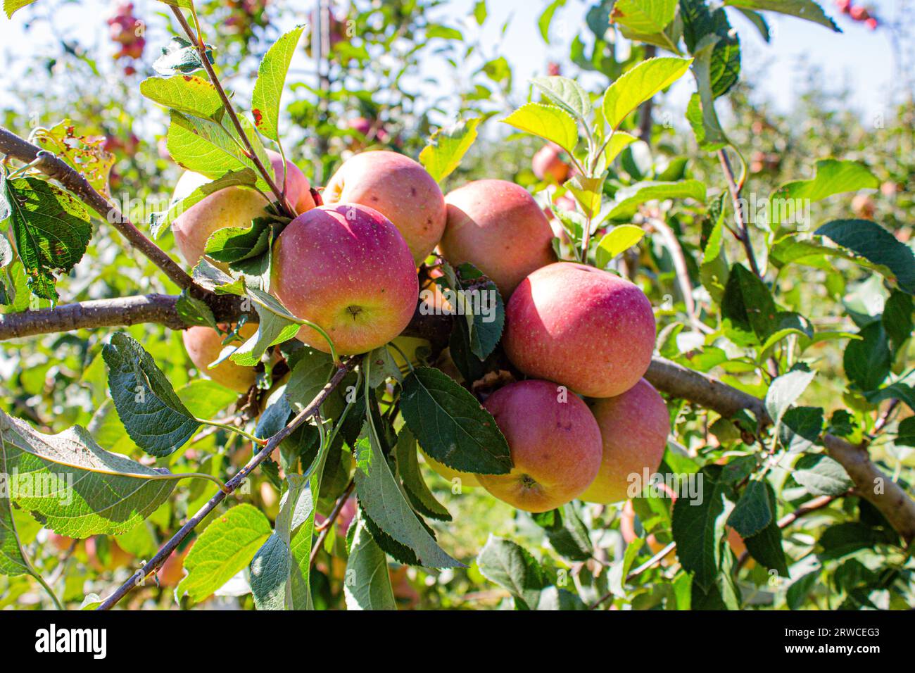 Apples on the branches of an apple tree in the orchard Stock Photo - Alamy
