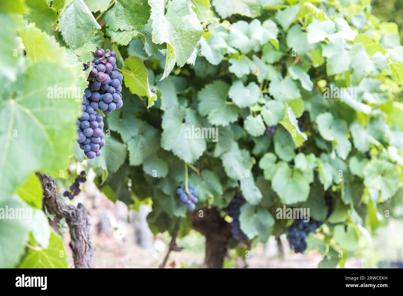 Bunches of grapes on the vine at harvest time, Portugal, Douro, Vila Real, Alijo. Maturation stage. Close up Stock Photo