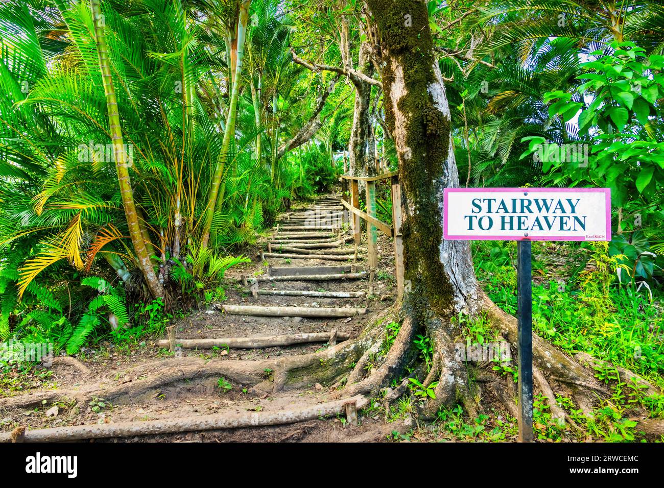 Tet Paul Nature Trail, Stairway to Heaven in Saint Lucia Stock Photo Alamy