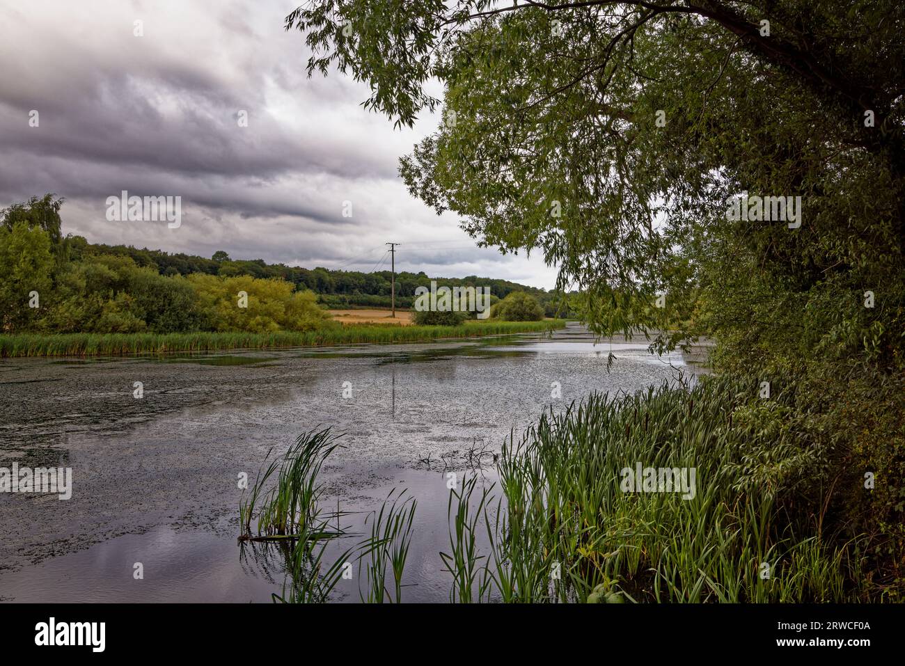 A lake in a wooded valley with reeds on a cloudy summer day at ...
