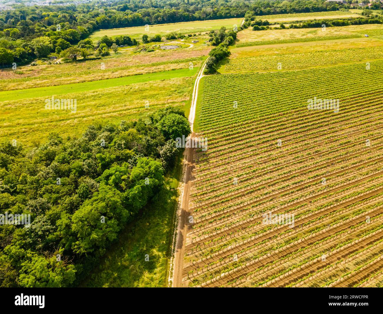 Drone view ultra wide angle down on vineyard in southern Vienna Stock Photo