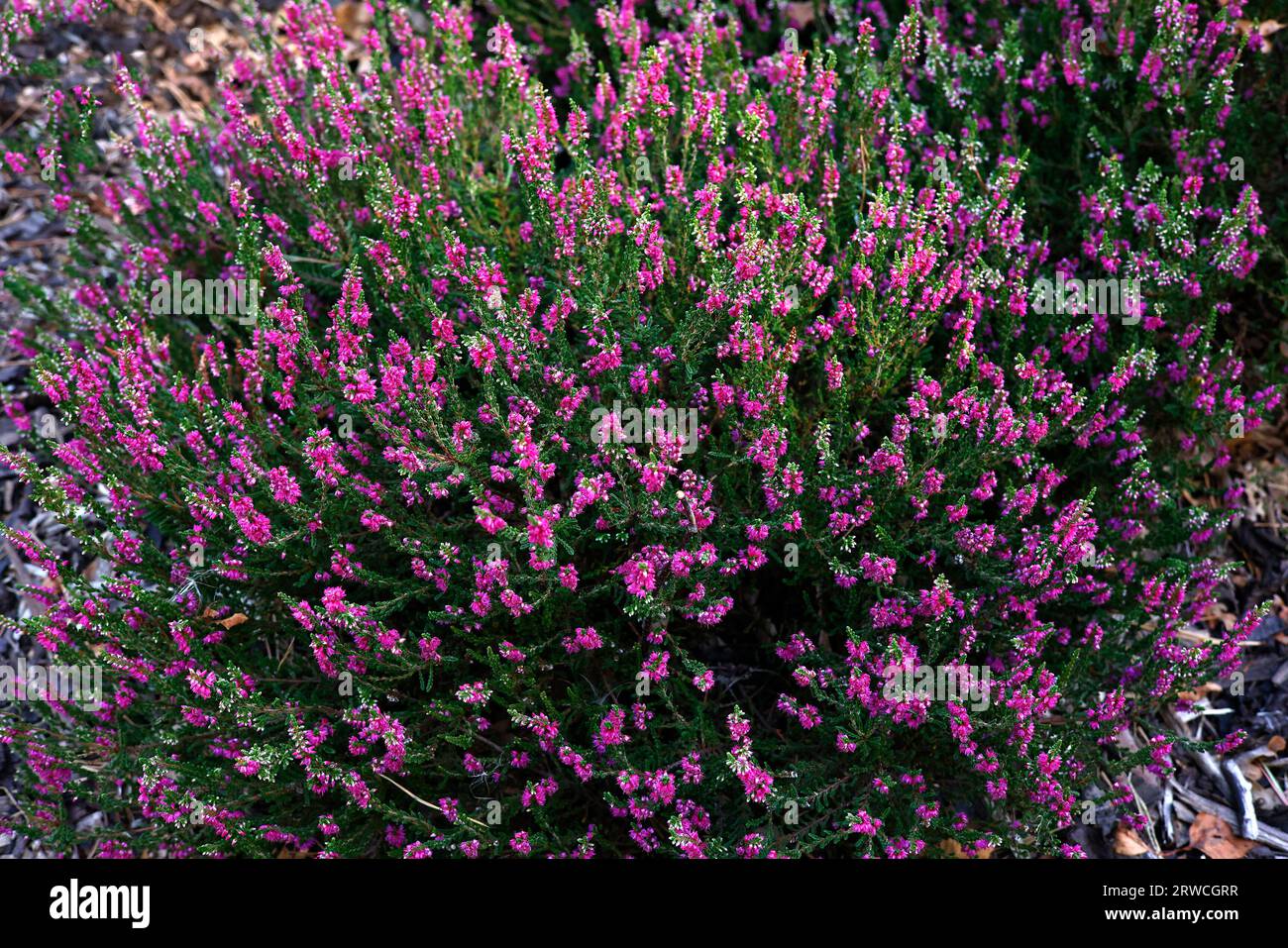 Closeup view of dark green foliage and crimson flowers of the summer flowering common heather calluna vulgaris All Portii. Stock Photo