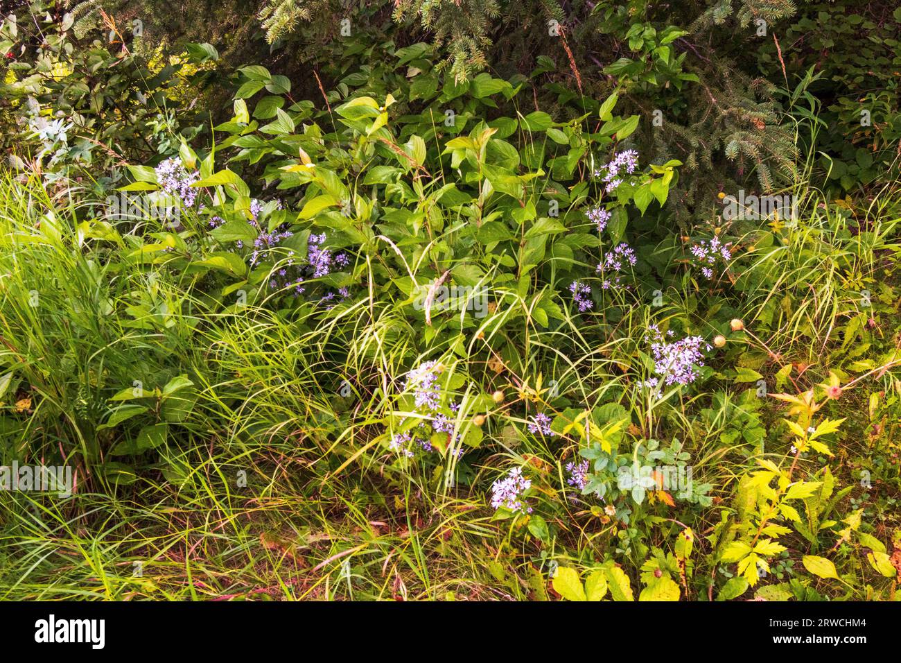 Purple Showy Aster with green background, British Columbia, BC Canada Stock Photo