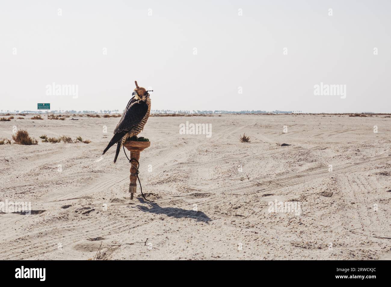 A falcon used for falconry, tied on a stand with its hood on in the desert in southern Bahrain Stock Photo