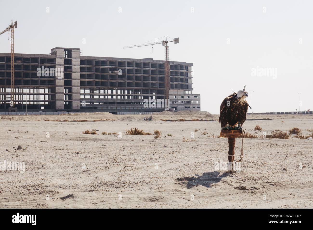 A falcon used for falconry, tied on a stand with its hood on in the desert in southern Bahrain, next to a construction site Stock Photo