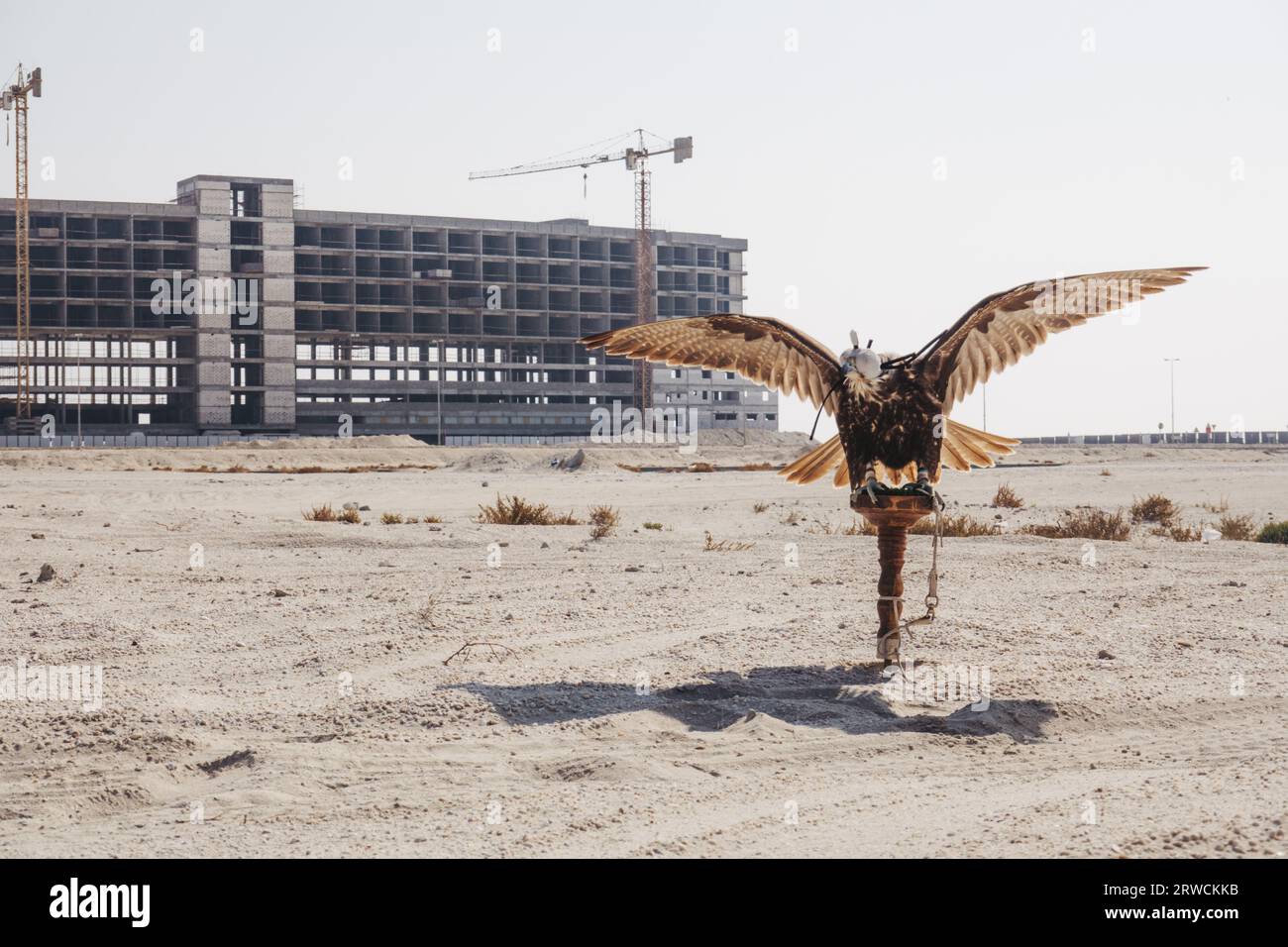 A falcon used for falconry, spreads its wings while on a stand with its hood on in the desert in southern Bahrain Stock Photo