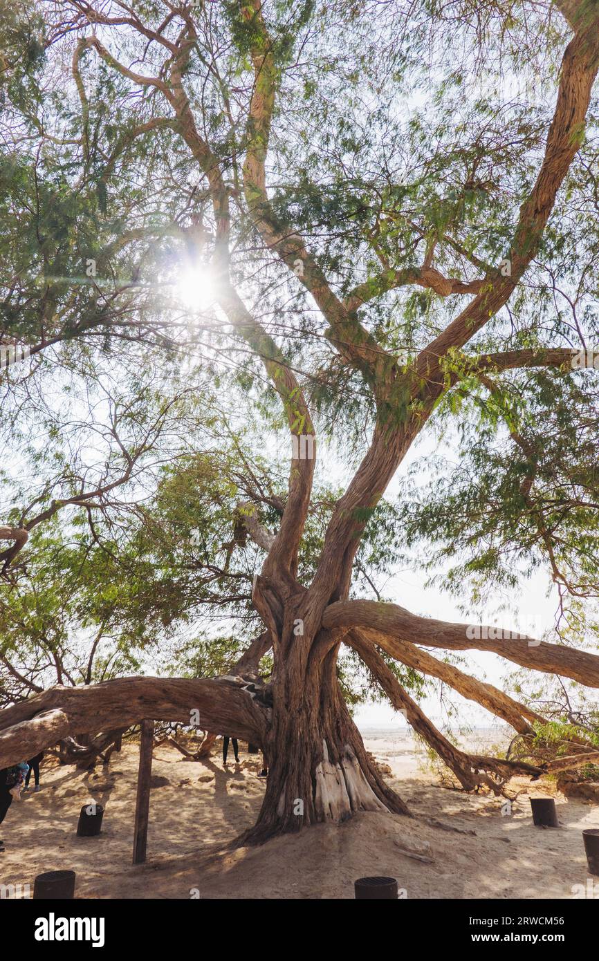 the sprawling trunk of the Tree of Life, a storied 400 year-old ghaf tree in the southern Bahrain desert, visited by thousands of tourists each year Stock Photo