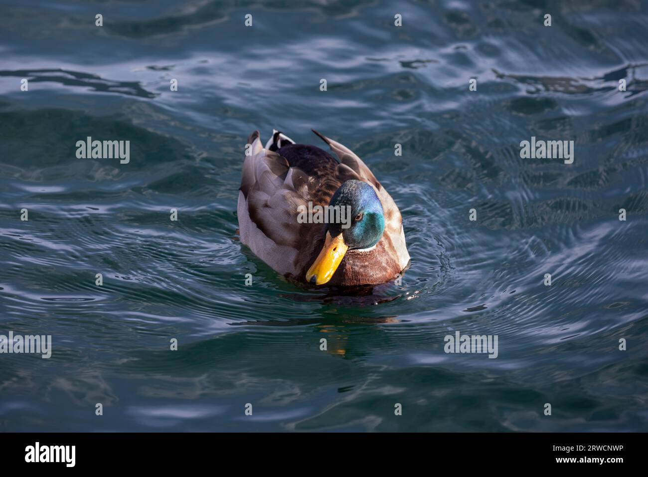 Lugano Switzerland, 21 January 2023: Beautiful drake male Mallard duck in the water of the lake Lugano in Switzerland. Stock Photo