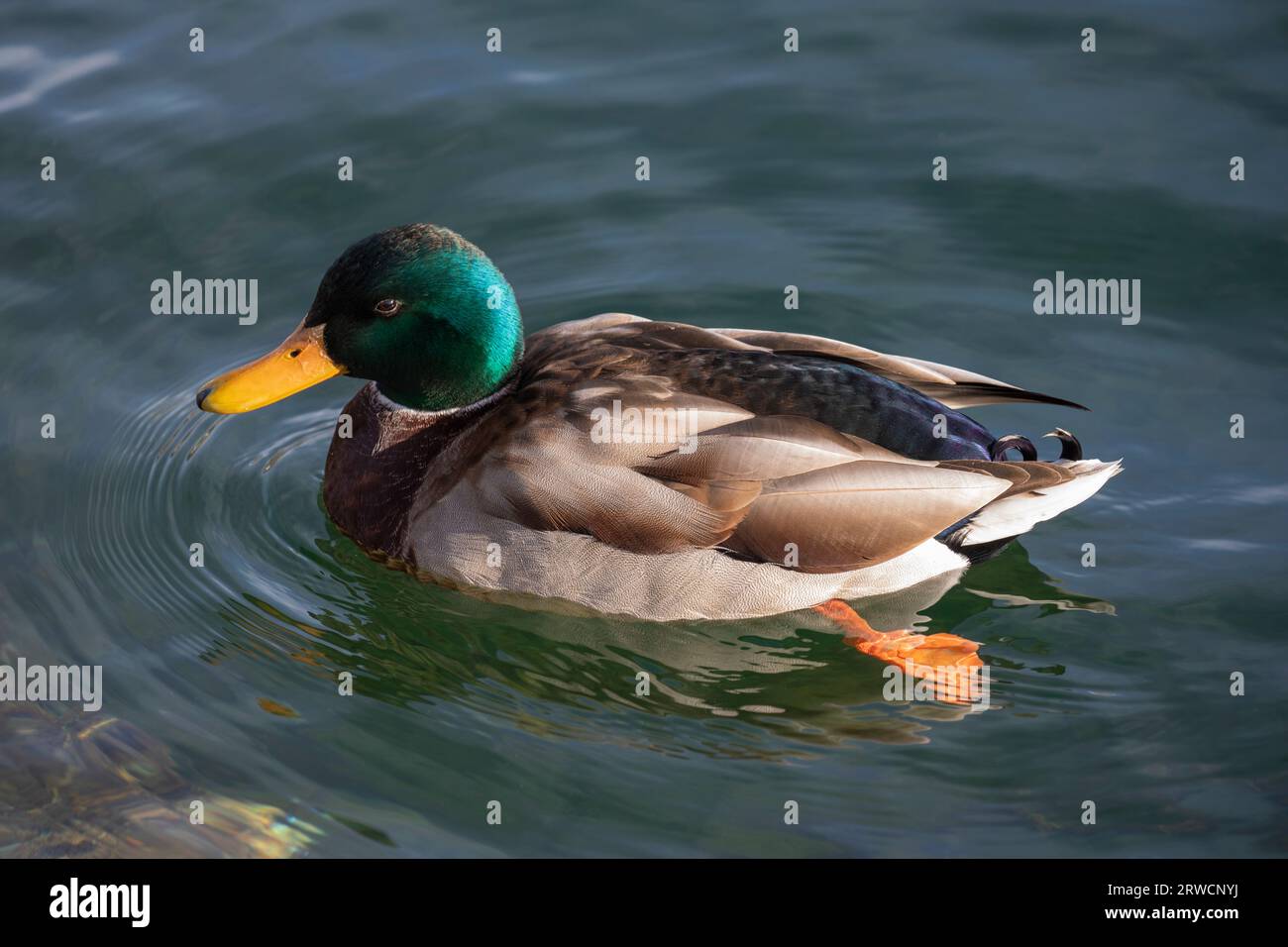 Lugano Switzerland, 21 January 2023: Beautiful drake male Mallard duck in the water of the lake Lugano in Switzerland. Stock Photo
