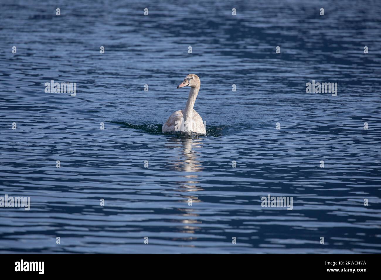 Lugano Switzerland, 21 January 2023: Mute Swan (Cygnus olor), in the water, Lake Lugano, Canton of Ticino, Switzerland. Stock Photo