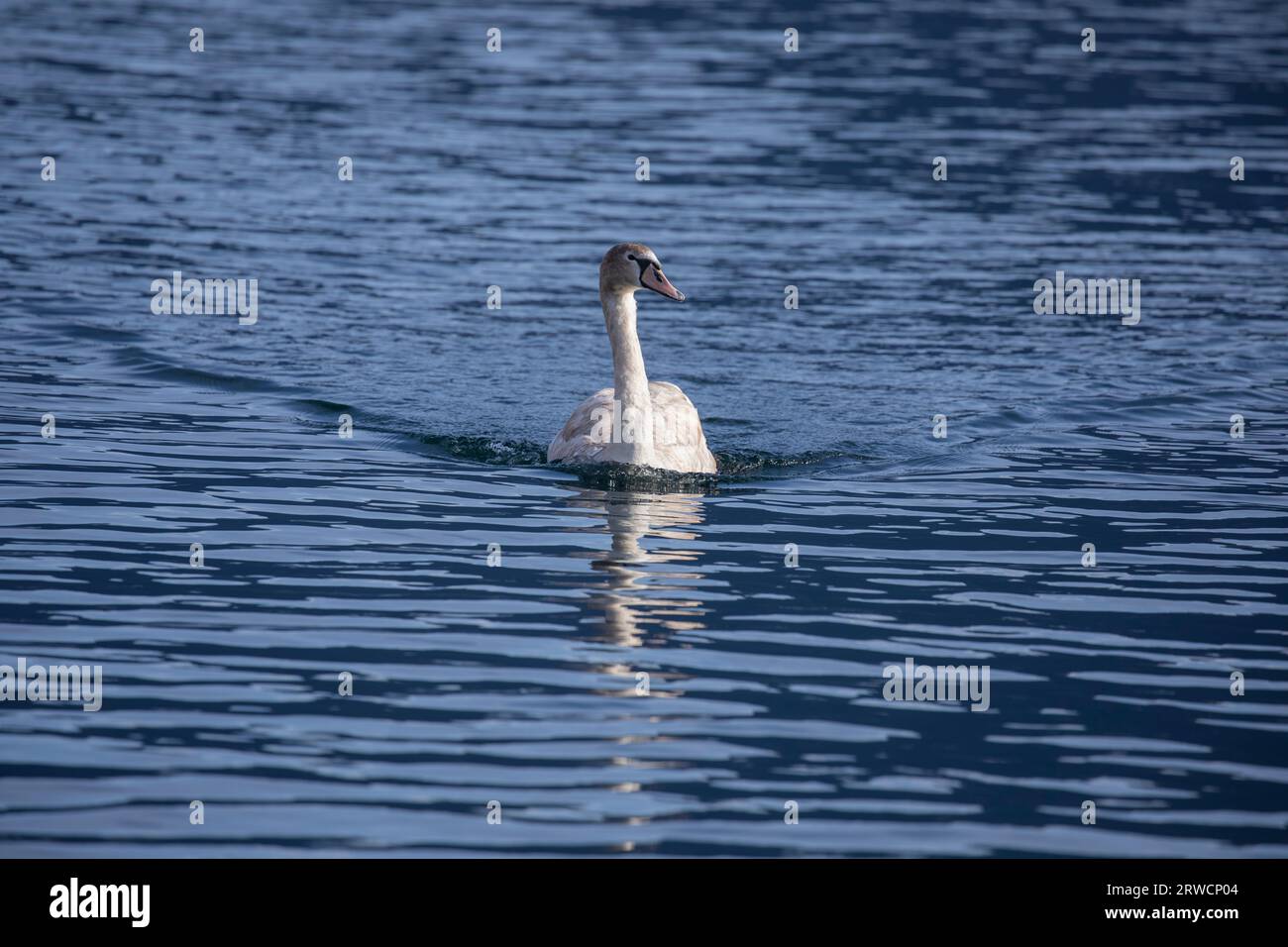 Lugano Switzerland, 21 January 2023: Mute Swan (Cygnus olor), in the water, Lake Lugano, Canton of Ticino, Switzerland. Stock Photo