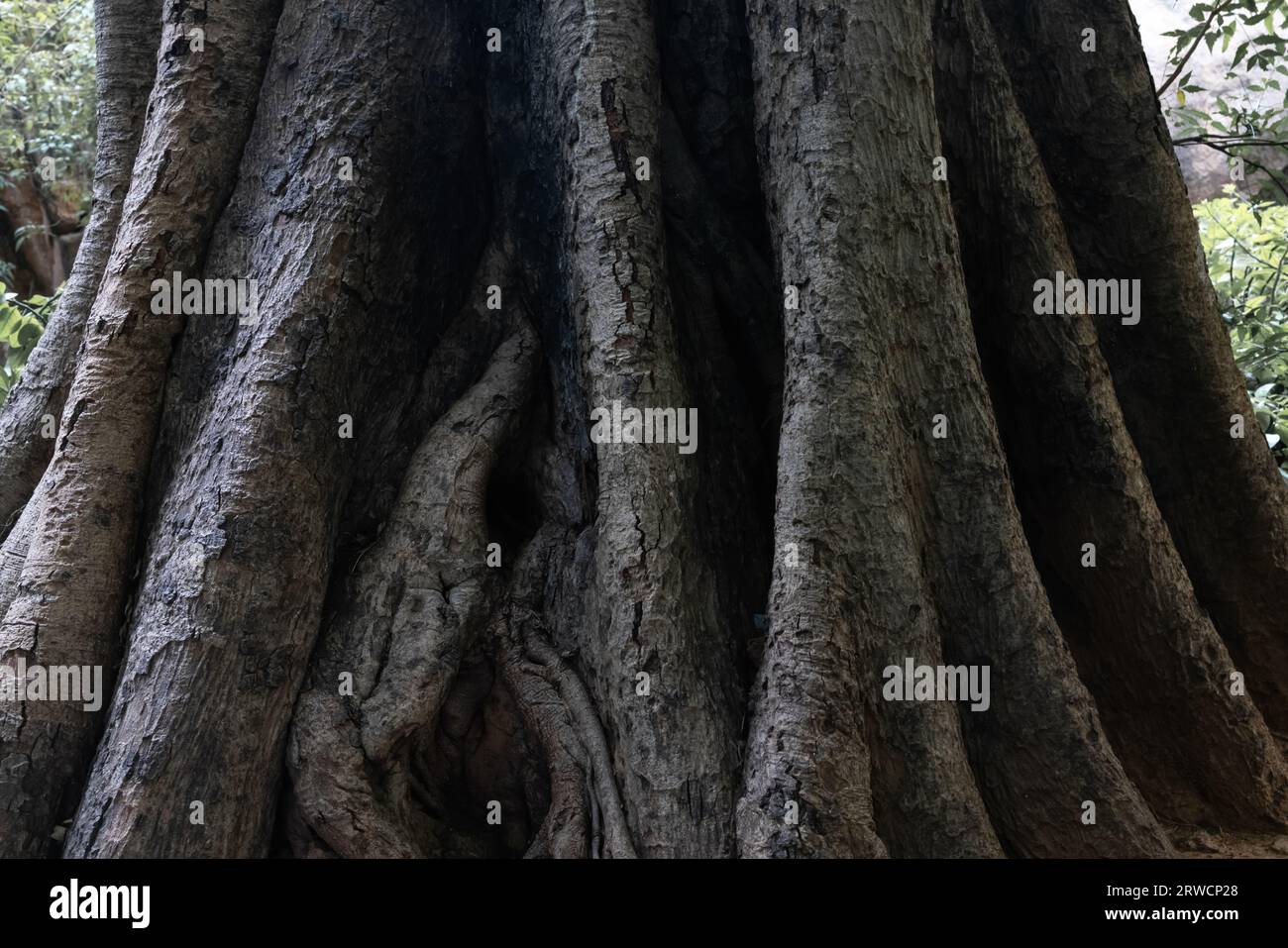 Sacred banyan tree with massive roots. The power of nature. Save trees. Ecology. Stock Photo
