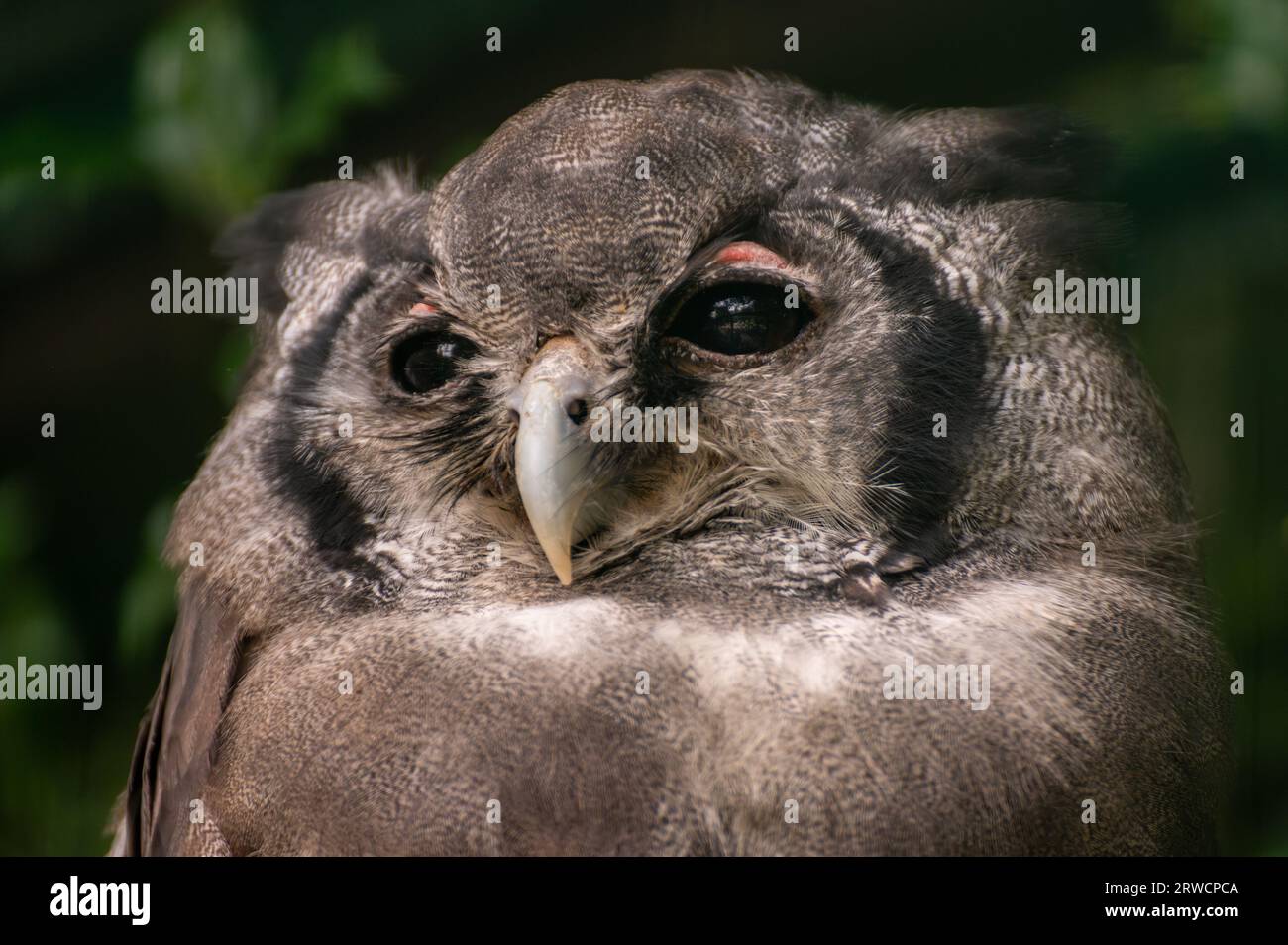 Verreaux's eagle-owl, milky eagle owl or giant eagle owl (Ketupa lactea) Stock Photo