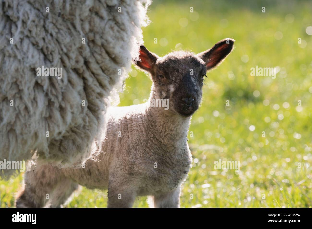 A Young Lamb Standing Next to Its Mother in a Field Stock Photo - Alamy