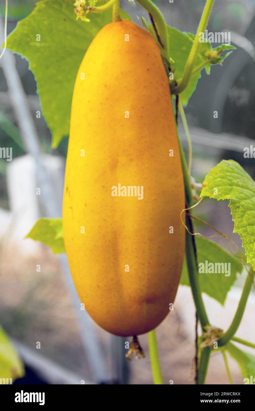 Overripe cucumber on the vine that have turned yellow due to lack of