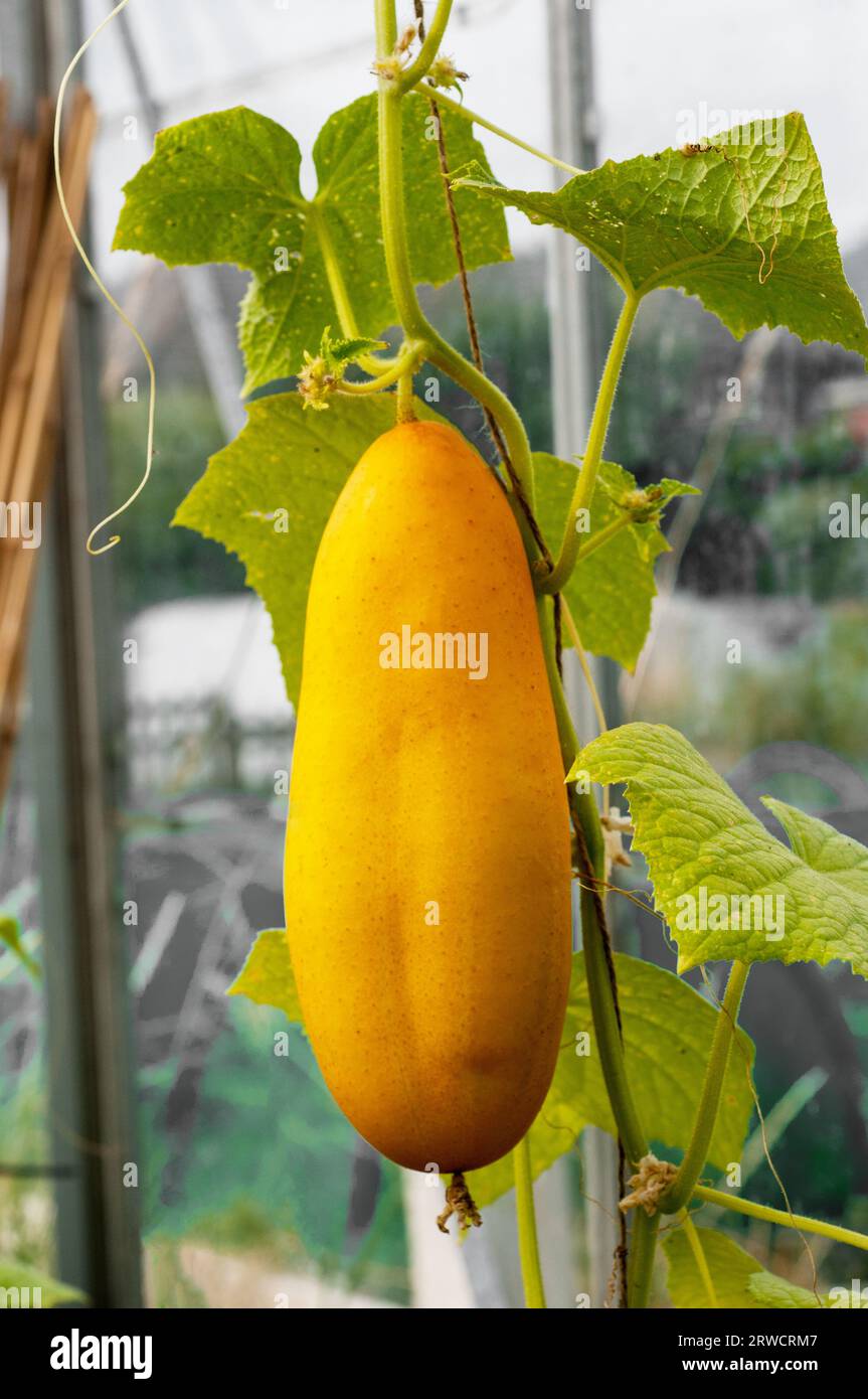 Overripe cucumber on the vine that have turned yellow due to lack of chlorophyll in the skin after becoming mature. Stock Photo