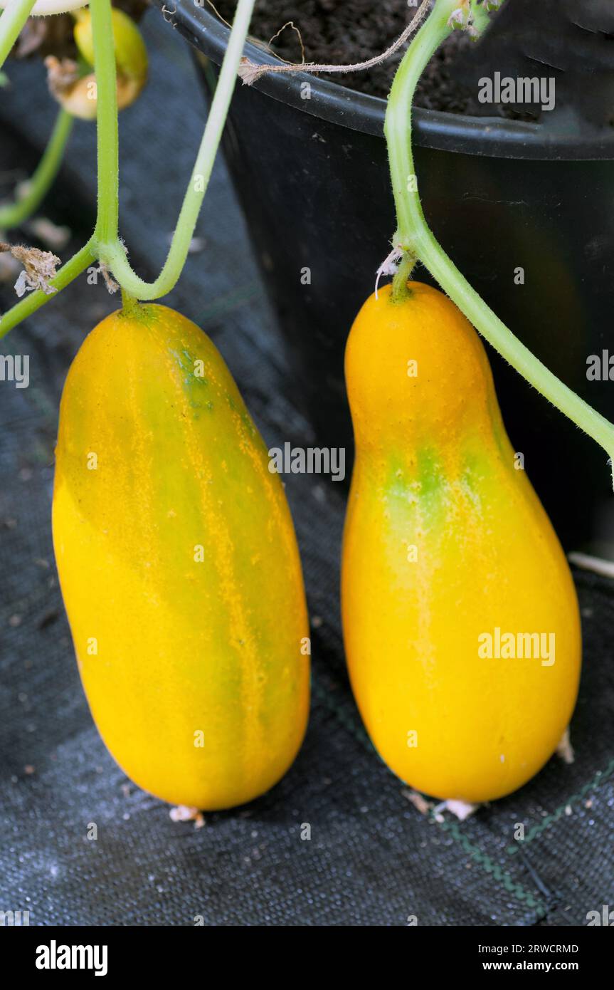Overripe cucumbers on the vine that have turned yellow due to lack of chlorophyll in the skin after becoming mature. Stock Photo