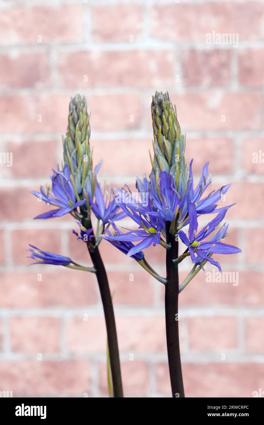 Camassia leichtlinii caerulea Blue Danube with flower heads breaking into flower also called Wild Hyacinth a hardy perennial border or bedding plant Stock Photo