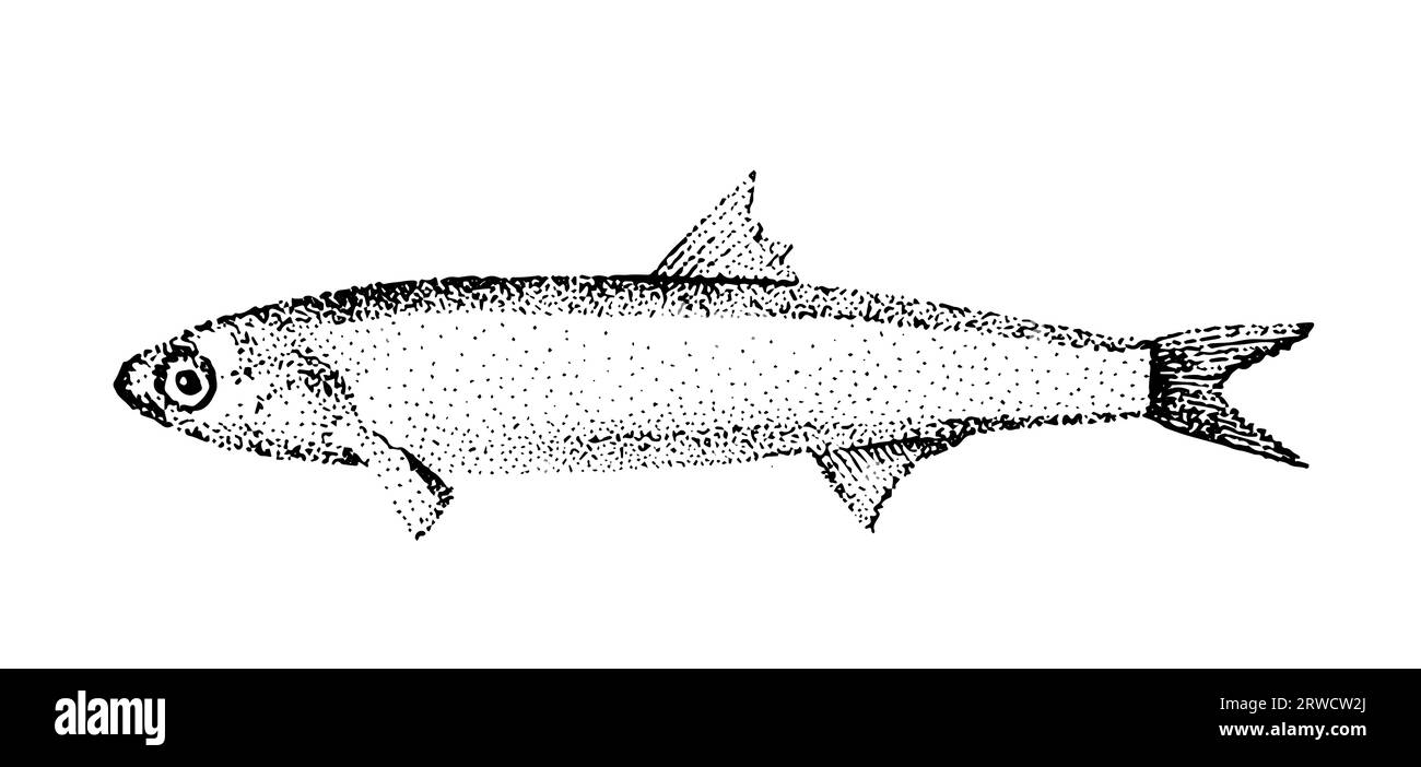 Anchovy on a white background Stock Vector Image & Art Alamy