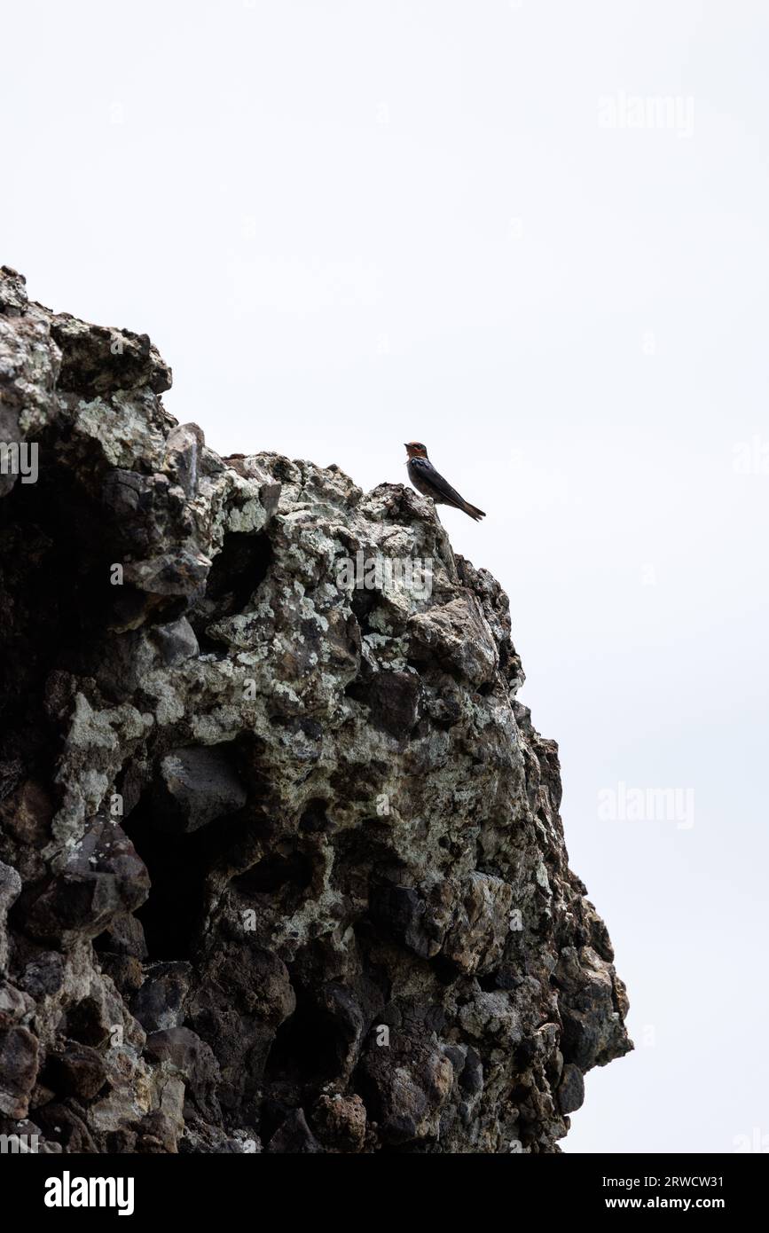 hirundo swallow perched on a rock fiji Stock Photo