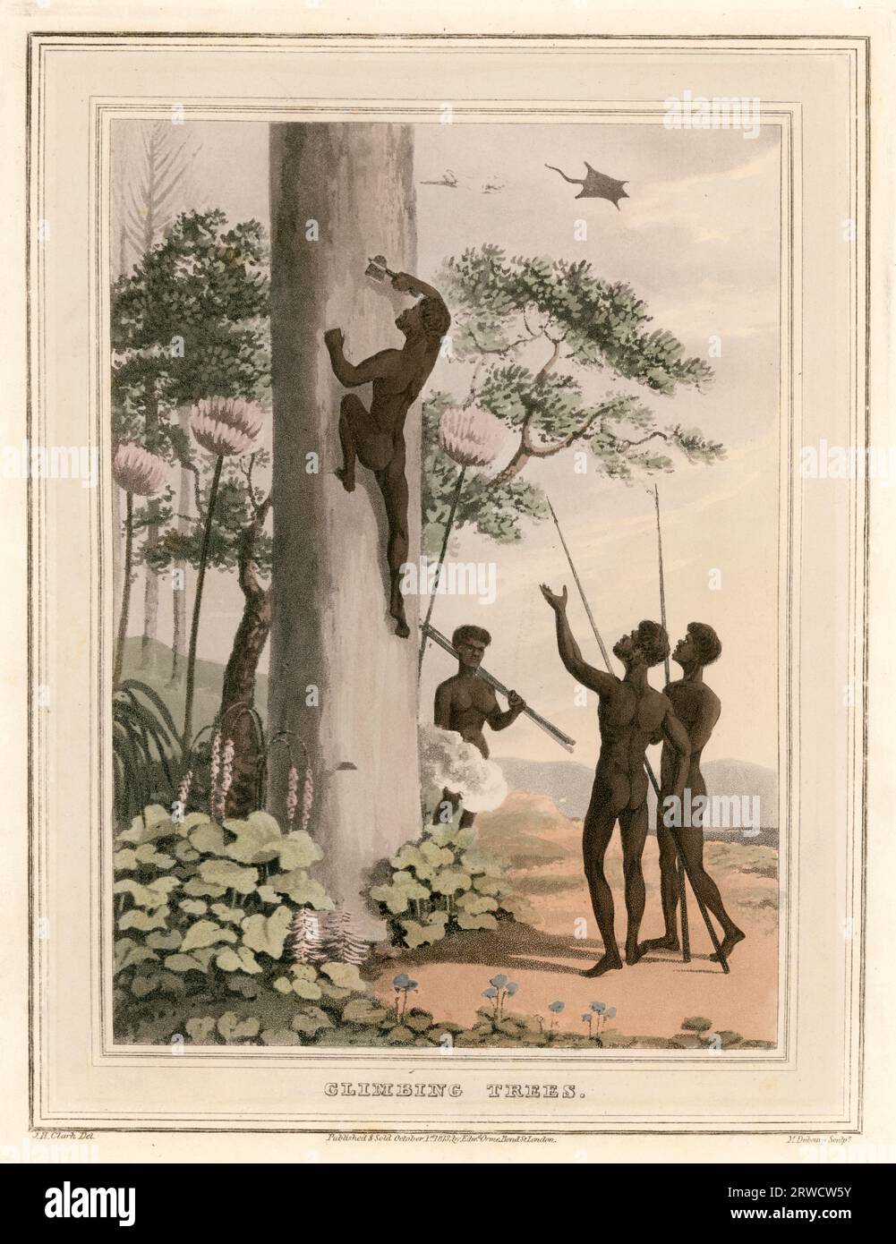 Climbing trees. Aboriginal Australian man using a small axe to climb a tree, other men carrying spears standing at base of tree, flying fox overhead, possibly disturbed by climber. by Dubourg, M, fl 1786-1808, engraver. Clark, John Heaviside, ca 1770-1863, artist. Date: 1813. Stock Photo