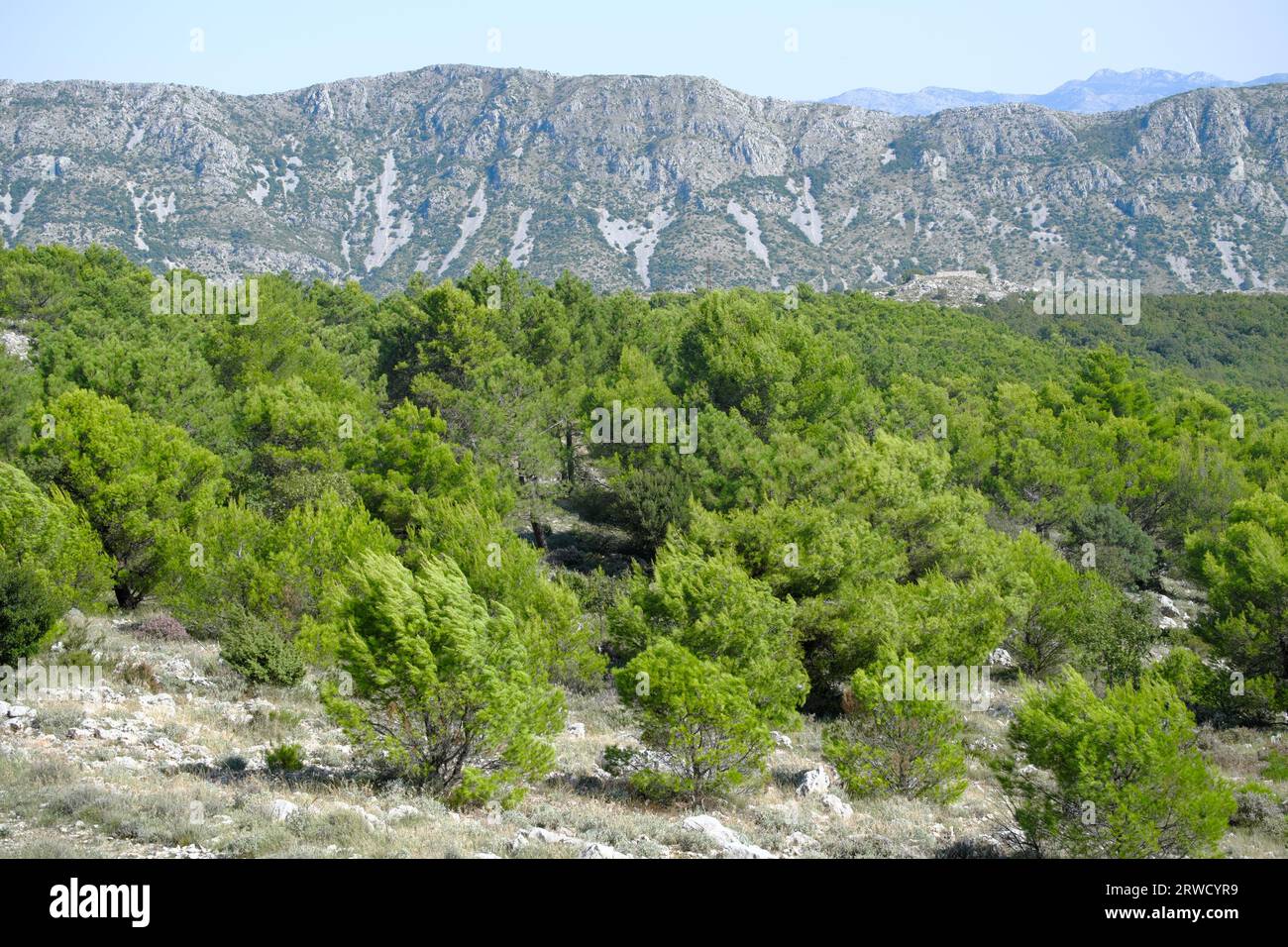 forest of Aleppo pine and Dinaric Alps in Dubrovnik, Croatia Stock Photo