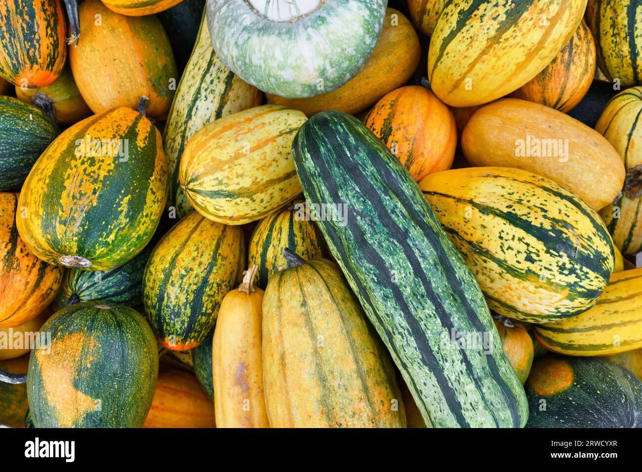 Colorful Delicata and Stripetti squashes with stripes Stock Photo