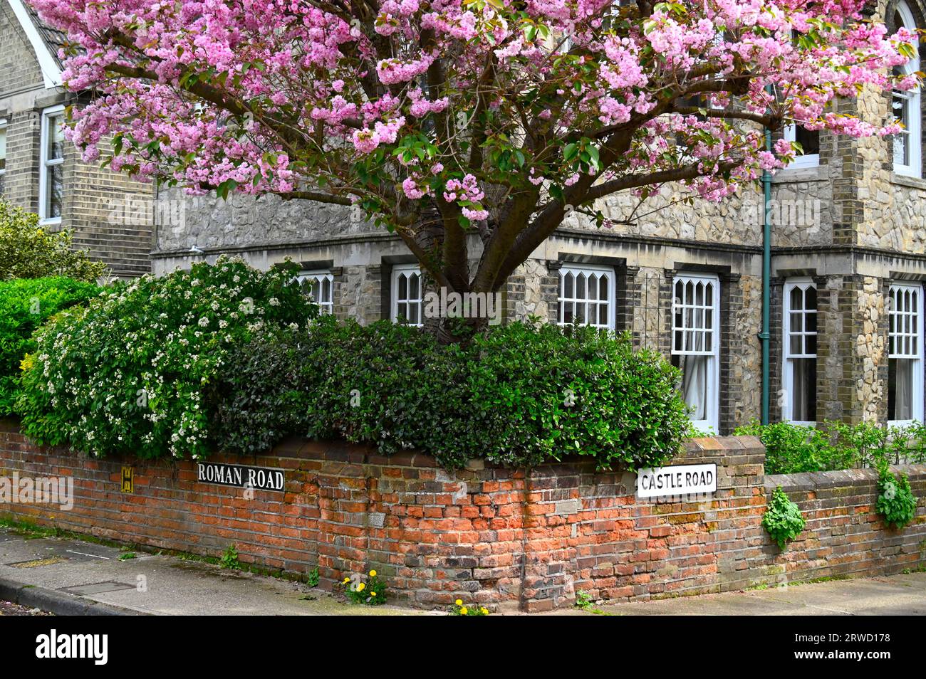 Blossom on a tree at a junction between two roads in Colchester, Essex Stock Photo