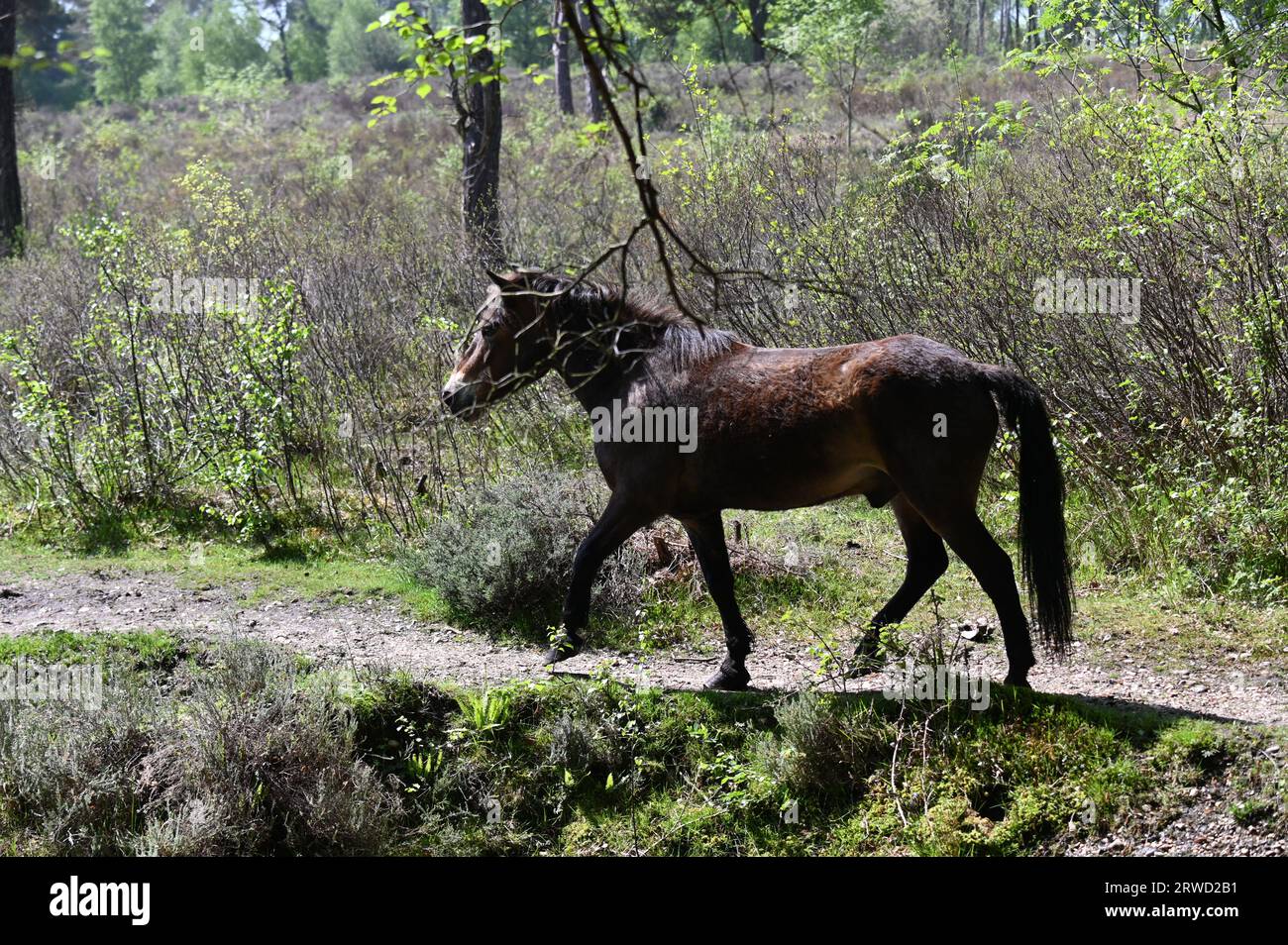 A wild horse at Castle Bottom on Yateley Common Stock Photo