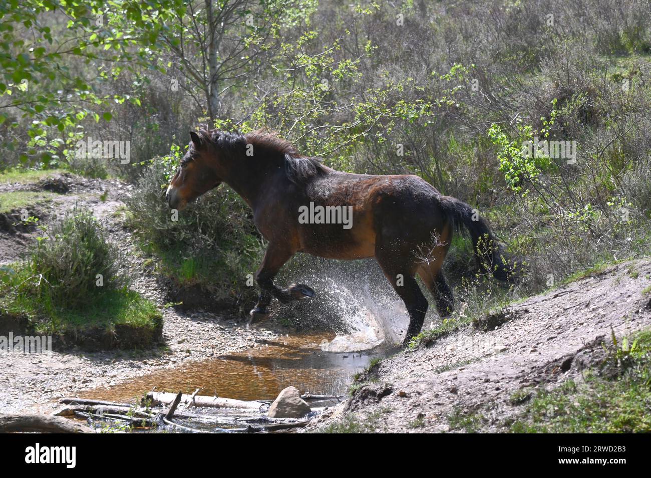 A wild horse crossing a stream at Castle Bottom on Yateley Common Stock Photo