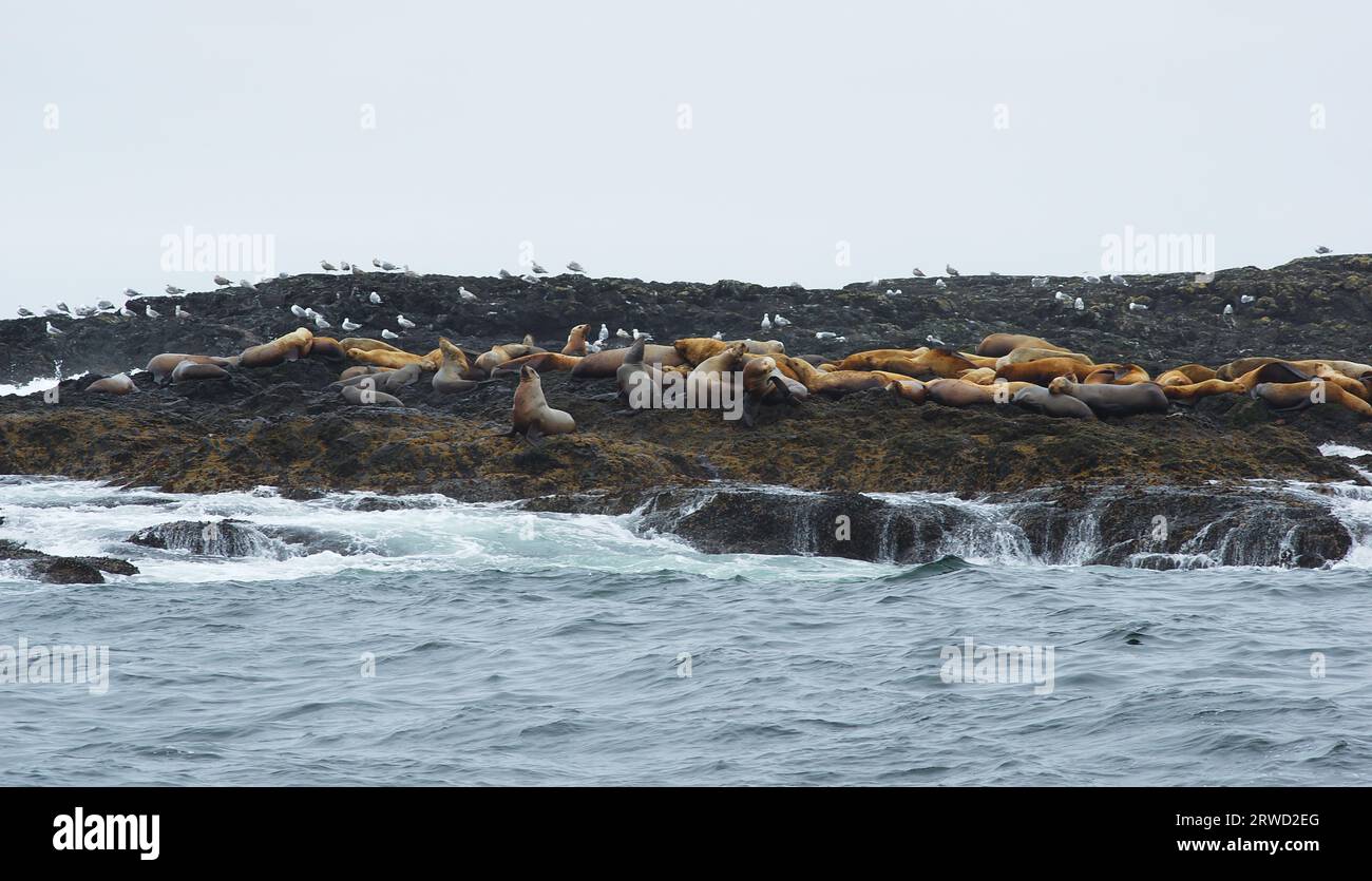 Colony of sea lions on an islet in the Pacific ocean near Tofino, BC, Canada. Stock Photo