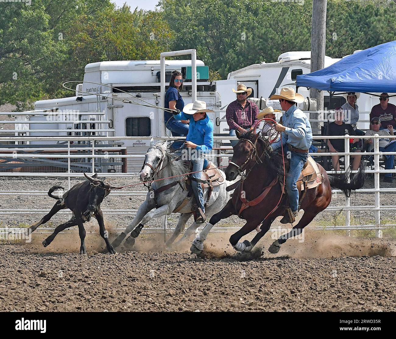 Emporia, KS, USA. 17th Sep, 2023. During the team roping event Kutler Barnett of Oakley and Keaton Ryan of Canton cooperate to place the lassoes around the head and rear legs of the calf in Emporia, Kansas on September 17, 2023. Credit: Mark Reinstein/Media Punch/Alamy Live News Stock Photo