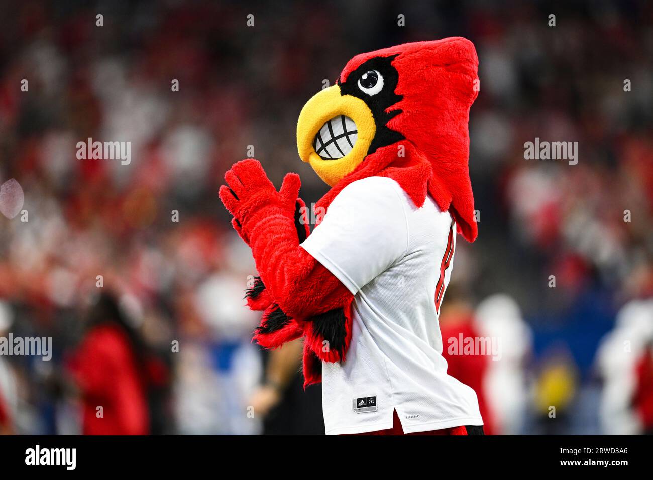 INDIANAPOLIS, IN - SEPTEMBER 16: Cardinal Bird, Louisville's mascot, prior  to a college football game between the Louisville Cardinals and Indiana  Hoosiers on September 16, 2023 at Lucas Oil Stadium in Indianapolis,, image size:1300x956