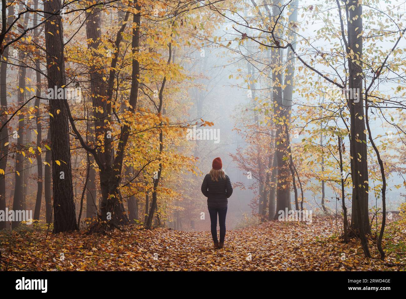 Woman walks at foggy autumn forest. Moody atmosphere in misty woodland at fall season Stock Photo