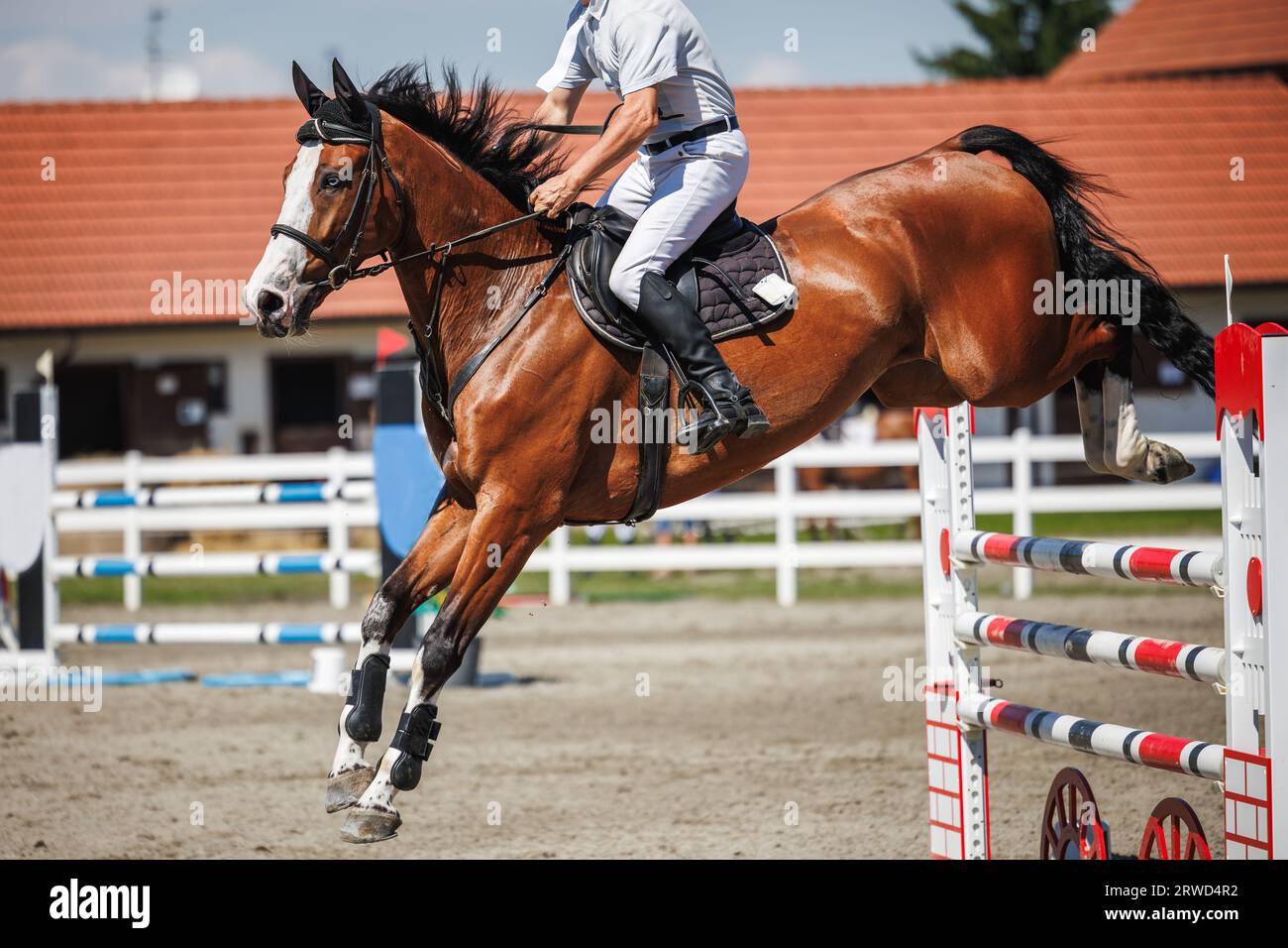 Horse jump over hurdles. Equestrian show jumping with unrecognizable male jockey. Sport event Stock Photo