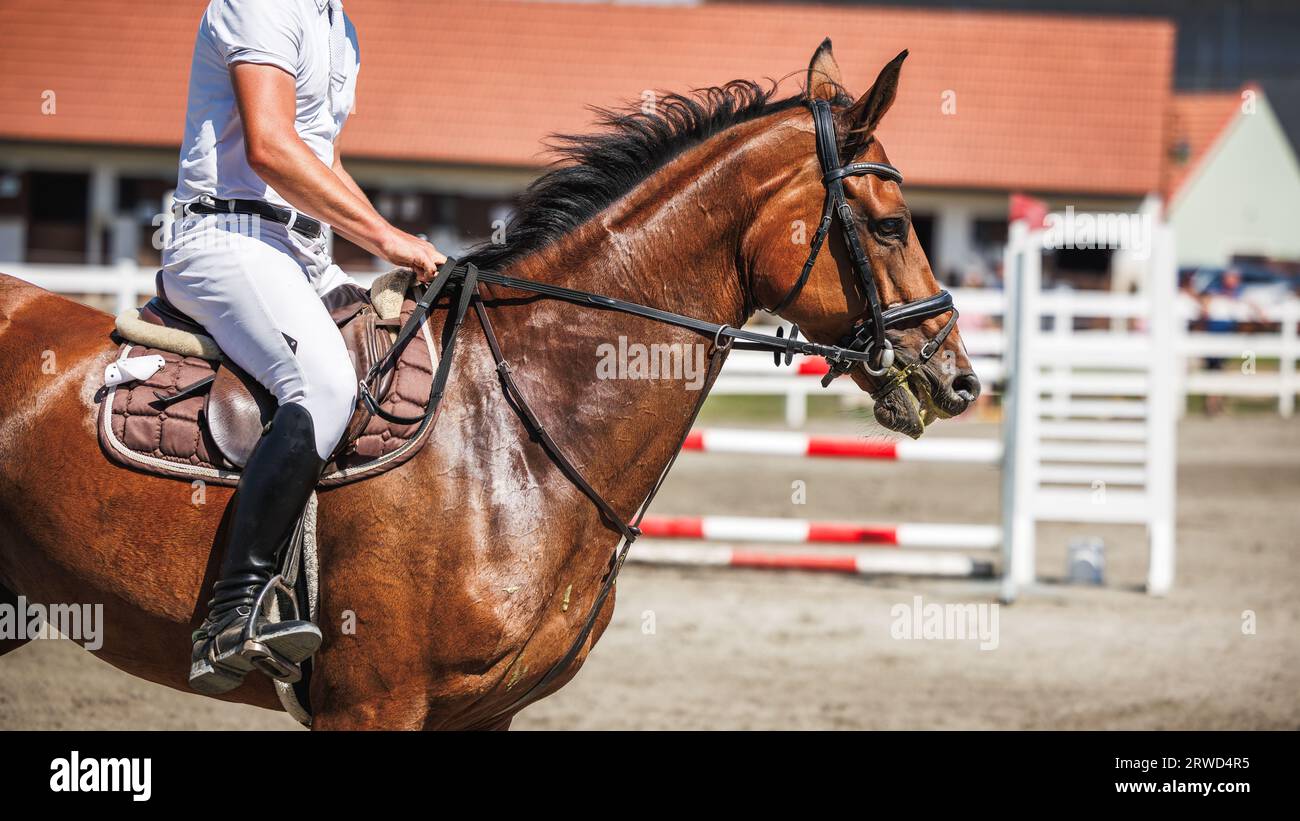 Horse training jump over hurdles. Equestrian show jumping with