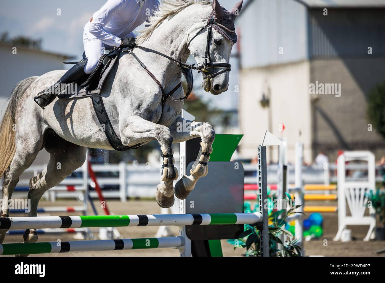 Equestrian show jumping with unrecognizable male jockey. Sport event. White horse jumps over hurdle Stock Photo