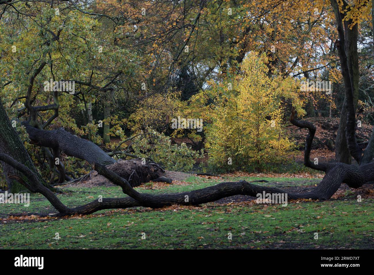 woodland in autumn during change of season landscape Stock Photo