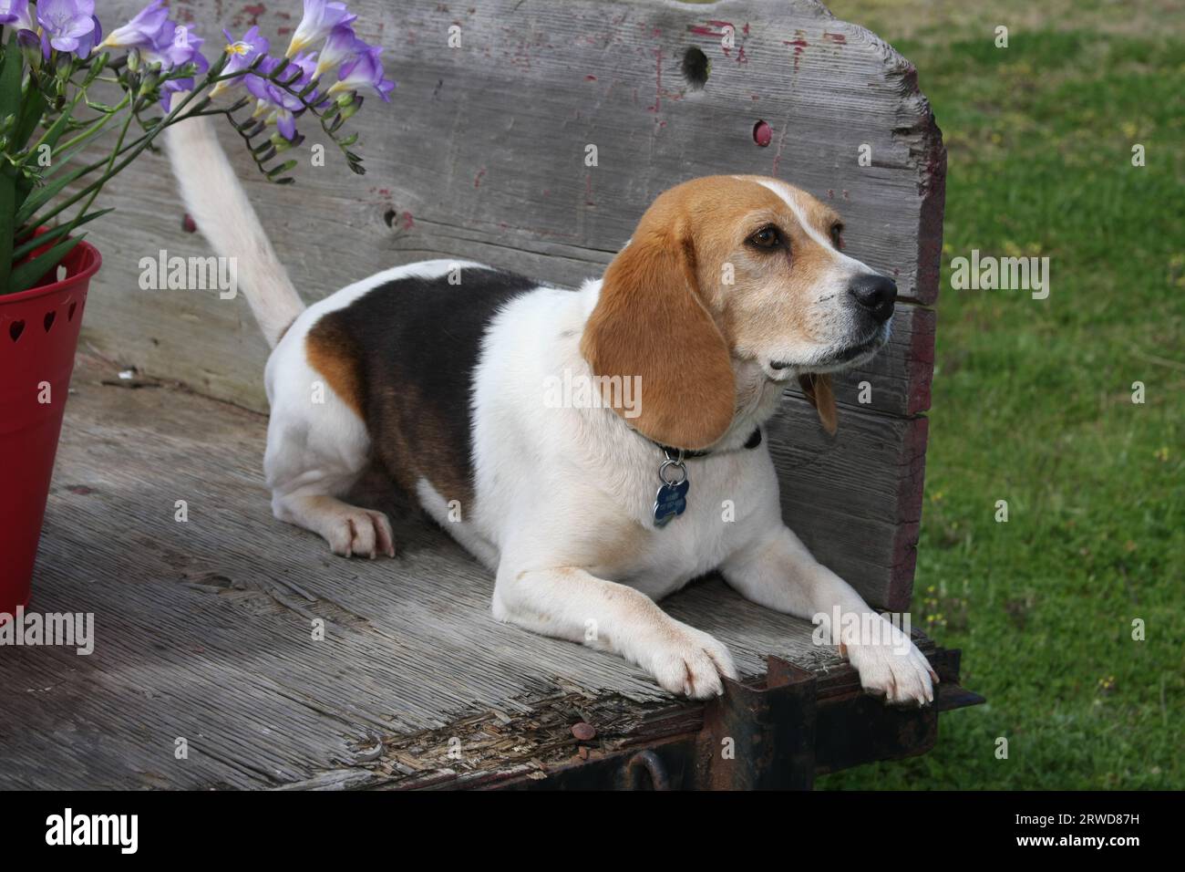 Beagle Rear Beagle laying in back of an old wooden trailer by a bucket of flowers ...