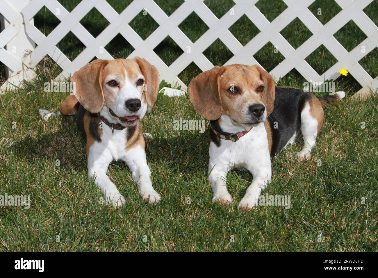 2 Beagles laying on grass in front of lath fence Stock Photo - Alamy