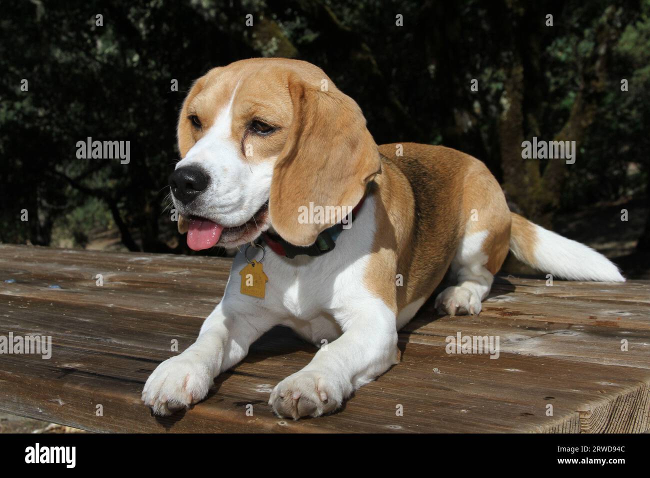 Beagle laying on bench with greenery in background Stock Photo
