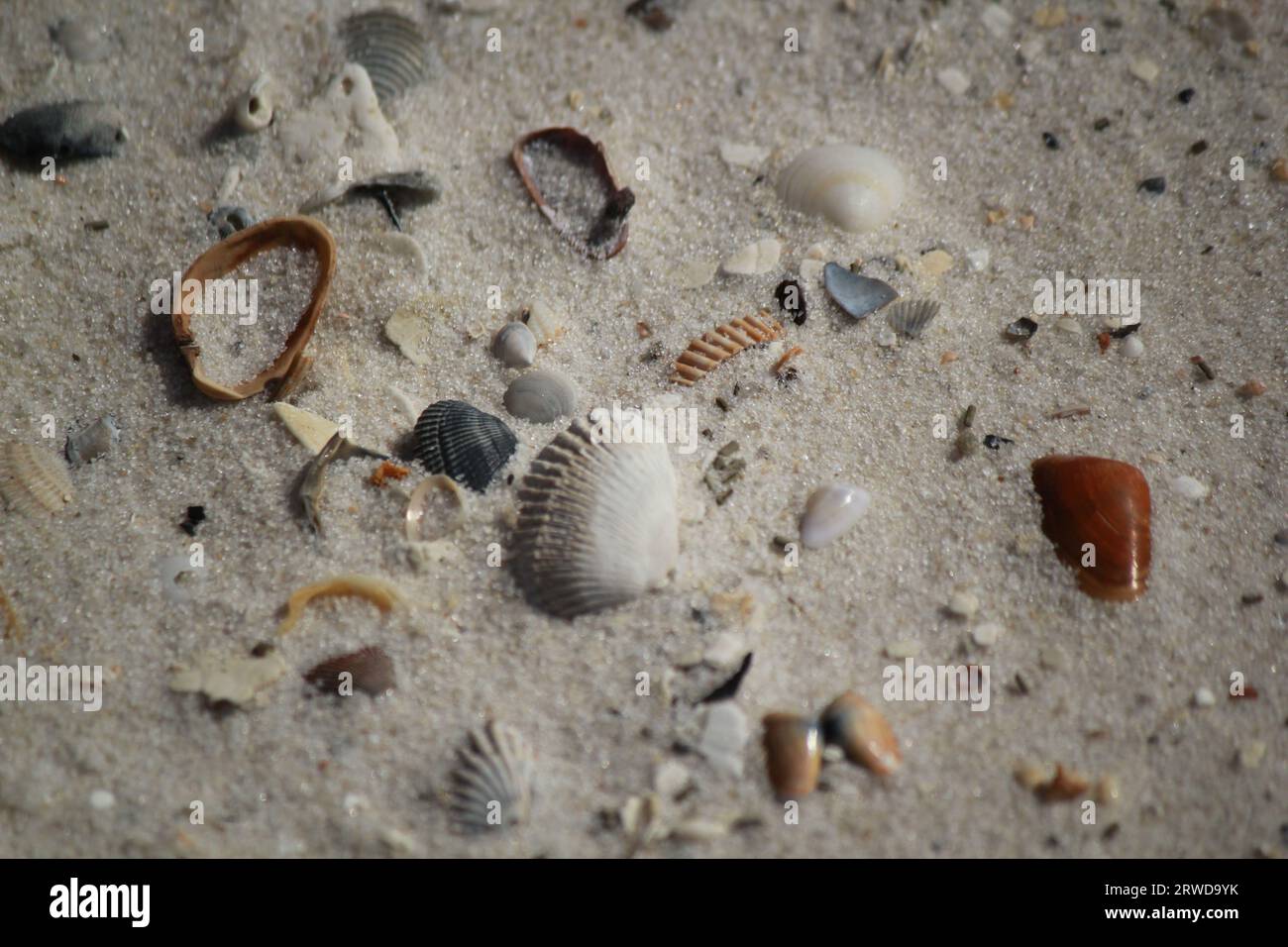 Seashells by the Seashore: Tranquil Beauty of Gulf Shores, Alabama Stock Photo