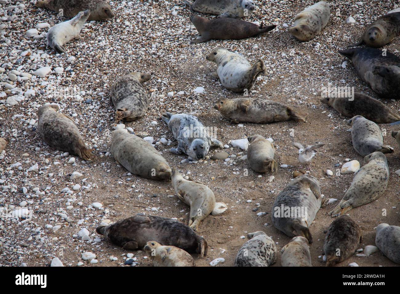 Seals on the beach at Flamborough Head East Yorkshire coast UK Stock