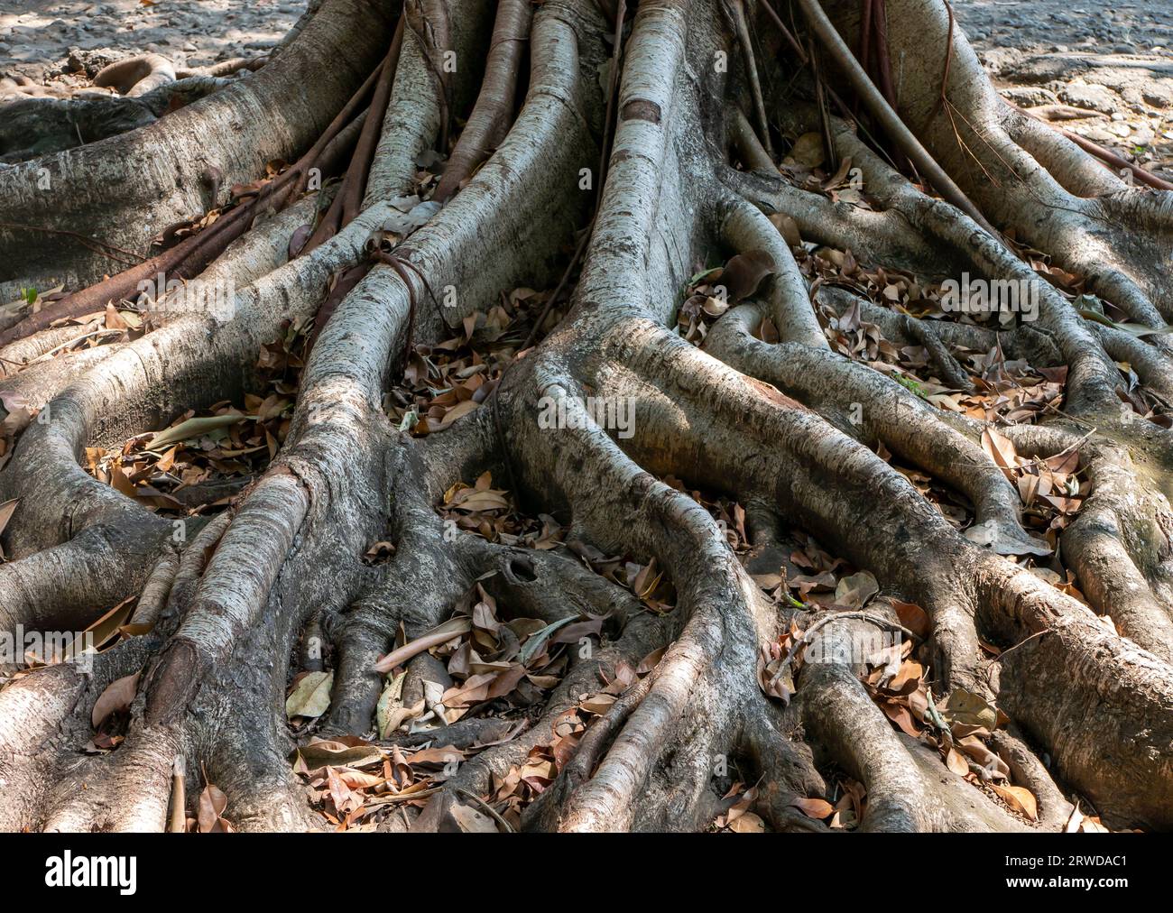 Banir Beringin Iprik, Preh, Ficus retusa, Ficus truncata root buttress, natural background. Stock Photo