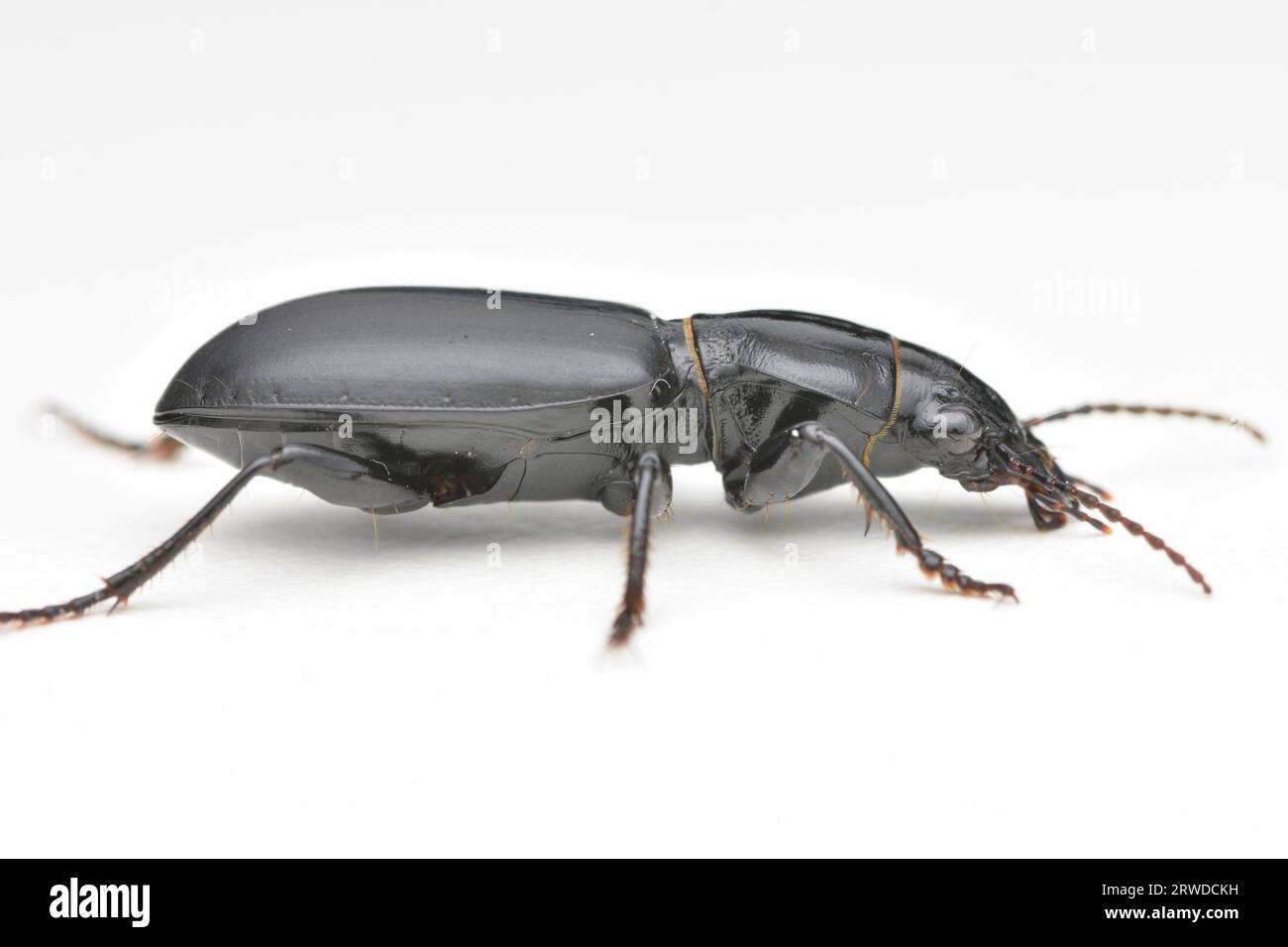Side view of a black and shiny Ground Beetle, standing on bark (Broscus cephalotes) Stock Photo