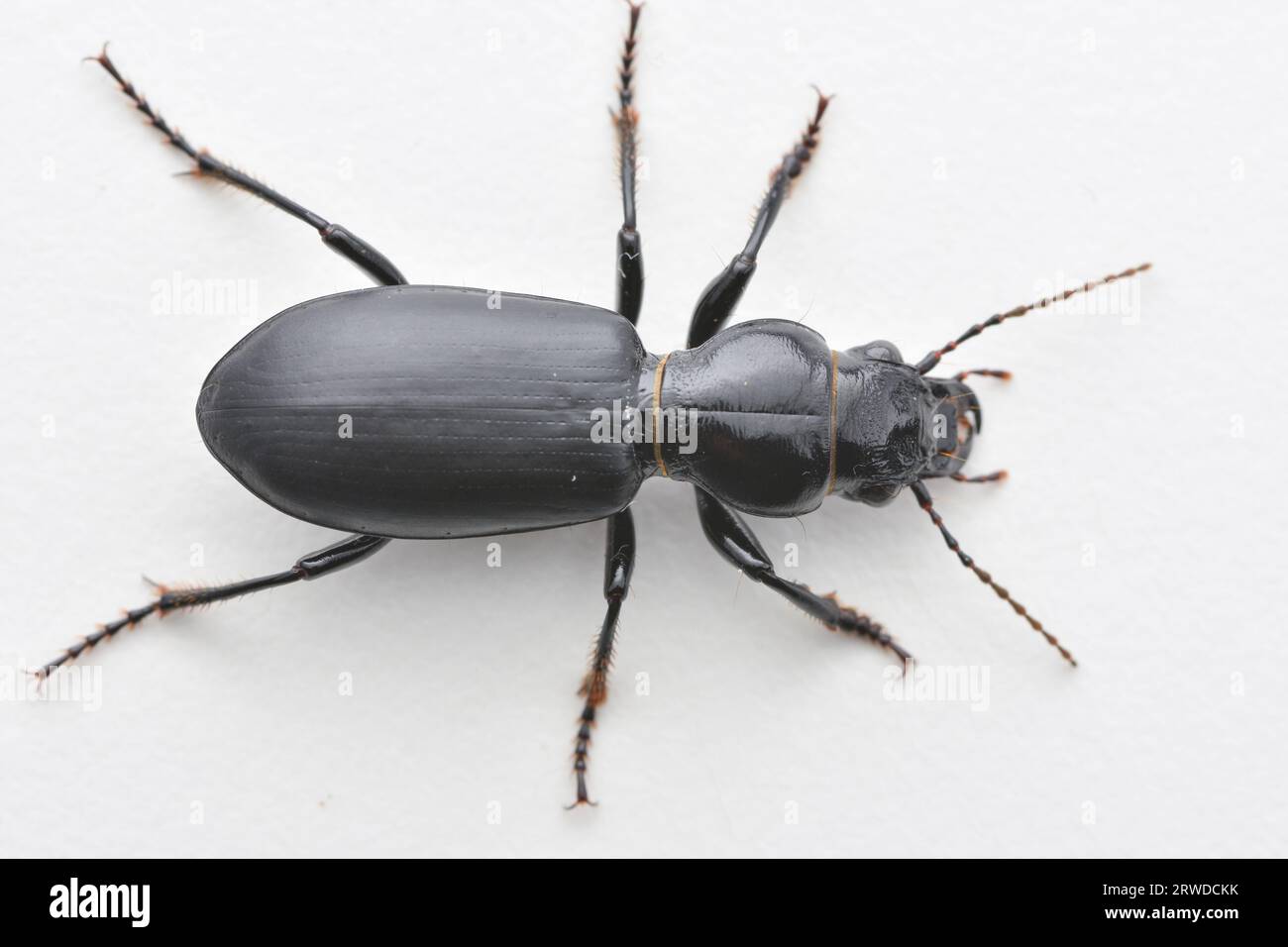 Dorsal view of a black and shiny Ground Beetle, standing on bark (Broscus cephalotes) Stock Photo