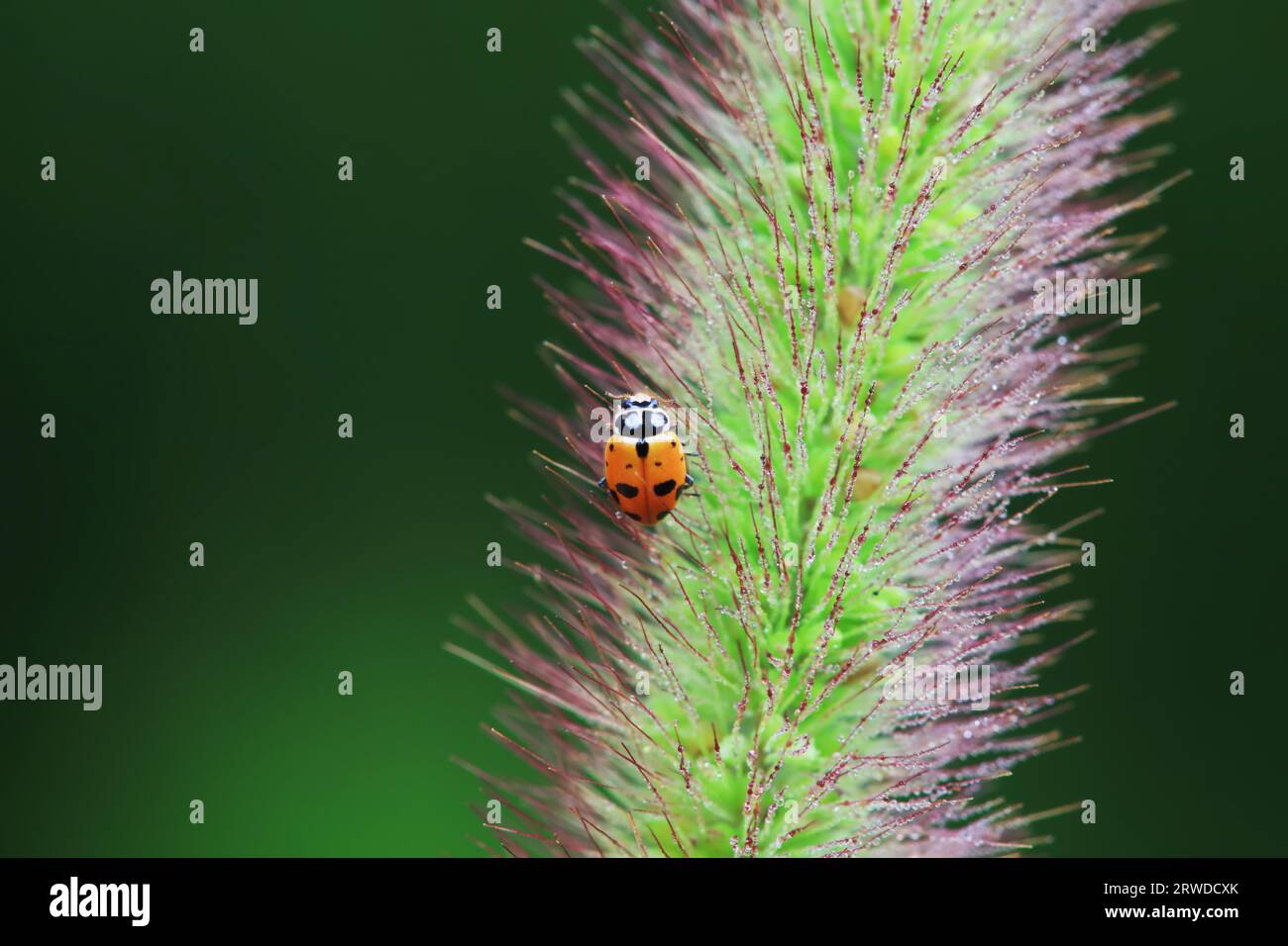 Ladybugs on wild plants, North China Stock Photo - Alamy