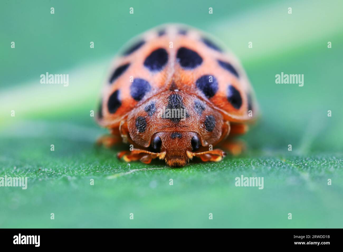 Ladybugs on wild plants, North China Stock Photo - Alamy