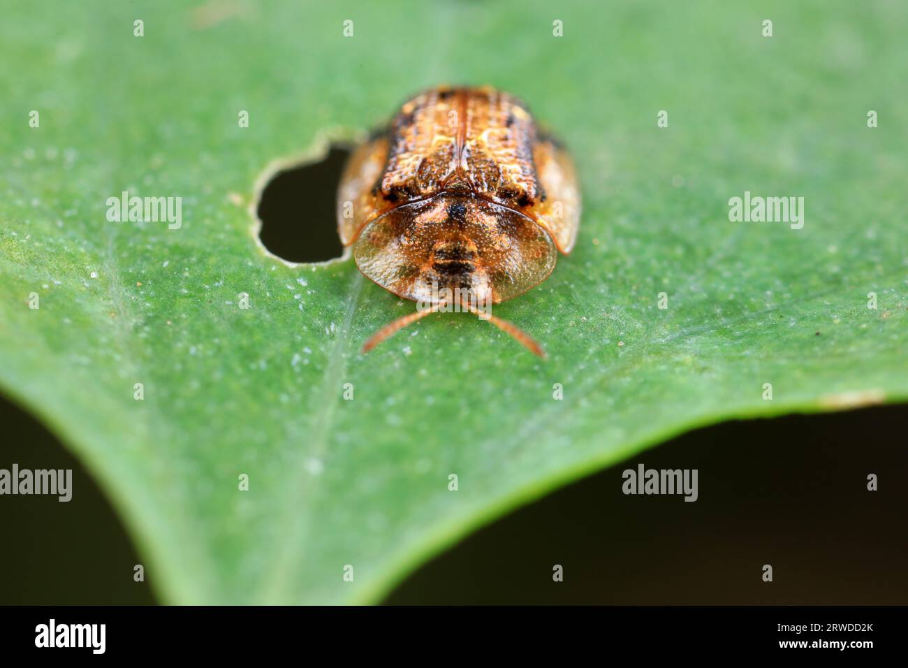 Hispidae family insect crawl on plants, North China Stock Photo - Alamy